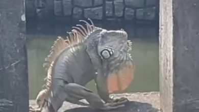 Photo of 像哥斯拉趴桥墩晒太阳 台湾惊见超大绿鬣蜥