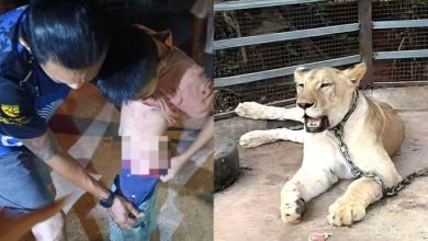 Photo of 网红宠物狮出逃咬伤两人 当局出手没收