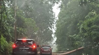 Photo of 狂风暴雨后 乌雪两地又发生树倒事件