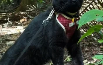 Photo of 视频| 这只黑猫不一般！ 不惧水不怕高爱趴趴走