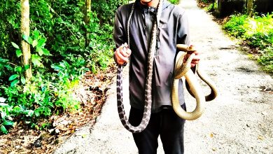 Photo of 徒手捉2蛇 登山少年胆识过人