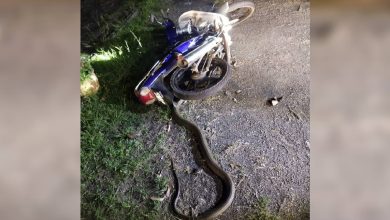 Photo of 眼镜王蛇卡刹车 少年急跳摩多逃命