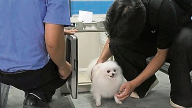 Photo of 从南宁连接成都及上海 广西开通高铁宠物托运