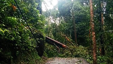 Photo of 通往路段树倒 阿依淡水坝暂关闭