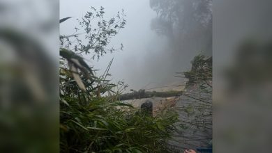 Photo of 金马仑苔藓森林塌陷 步道紧急封闭