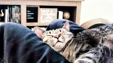 Photo of 猫咪竟是“物理治疗师”？ 科学家：呼噜声有助修复骨骼