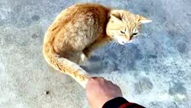 Photo of 她任由孩子们欺负猫咪 路人看不过眼当场出声“教训”