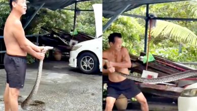 Photo of 徒手从引擎拉出巨蟒 男子捉蛇媲美专业人士