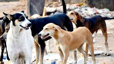 Photo of 校园射杀投毒流浪犬 博大道歉 配合调查