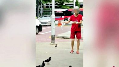 Photo of 食客劝老妇勿喂鸽 反被呛:没公德心