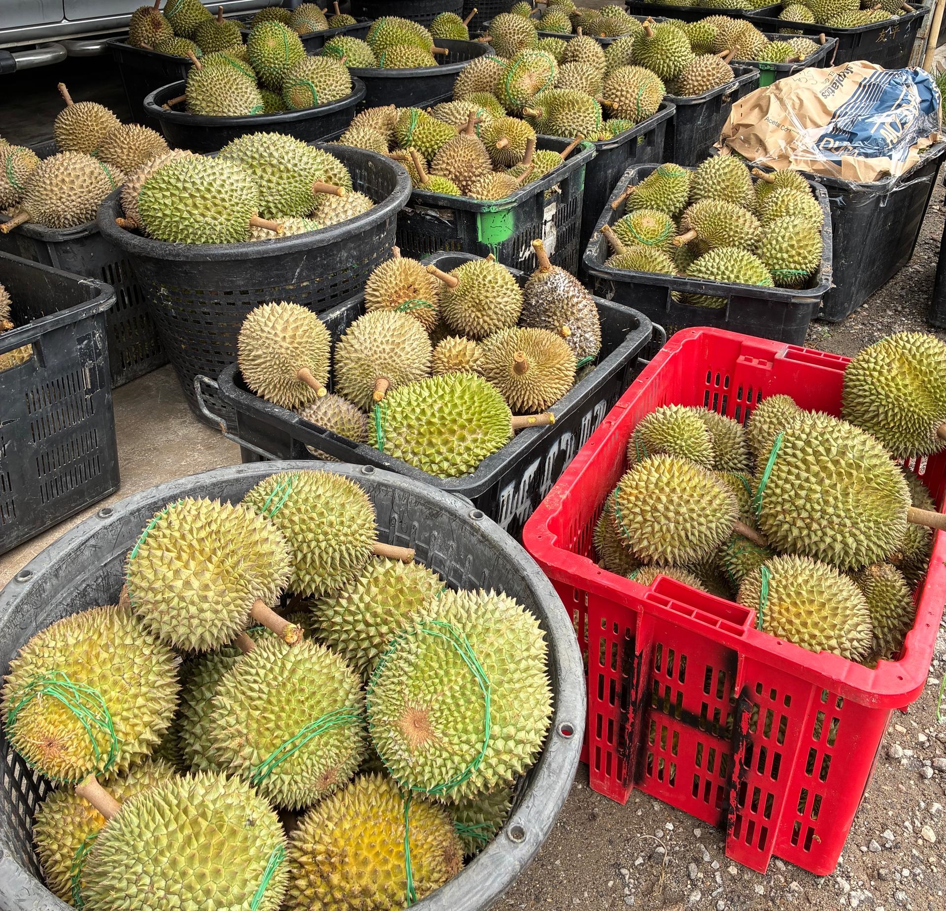 猫山王C果每公斤18令吉老饕疯狂扫货| 即时| 国内| 2025-11-17 – 光明日报