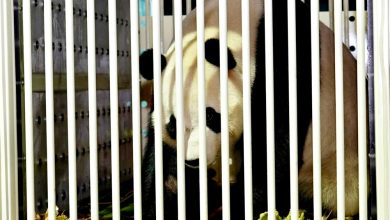 Photo of 新熊猫抵马了! 欢迎“辰星”“晓月”