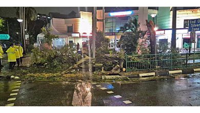 Photo of 回家途中大树倒 母子遭压伤送院