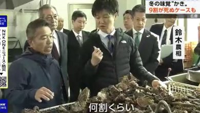 Photo of 壳开没肉！广岛爆大规模生蚝死亡  渔民：几十年没遇过