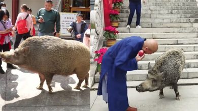 Photo of 150公斤野猪爆红 游客递苹果会点头“鞠躬”