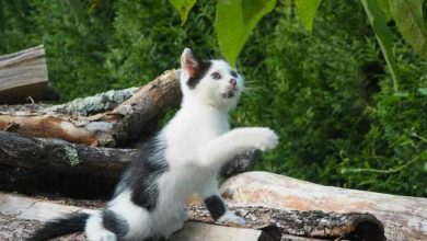 Photo of 爱猫闯邻居家大小便 主人恐再被加罚逾万元