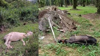 Photo of 疑误食遭污染毒草 霹牧场17头牛暴毙