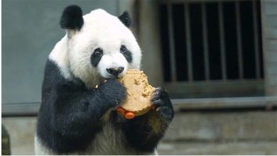Photo of 美国海归大熊猫 33岁高高病逝