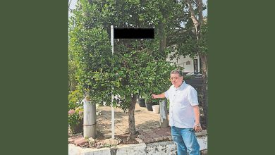 Photo of 甲明年起收费砍树 市民自家种树要负责