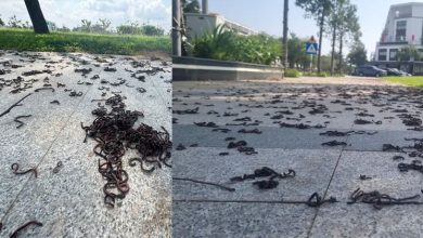 Photo of 越南人行道窜出“大量蚯蚓集体晒死” 学者:恐是警讯