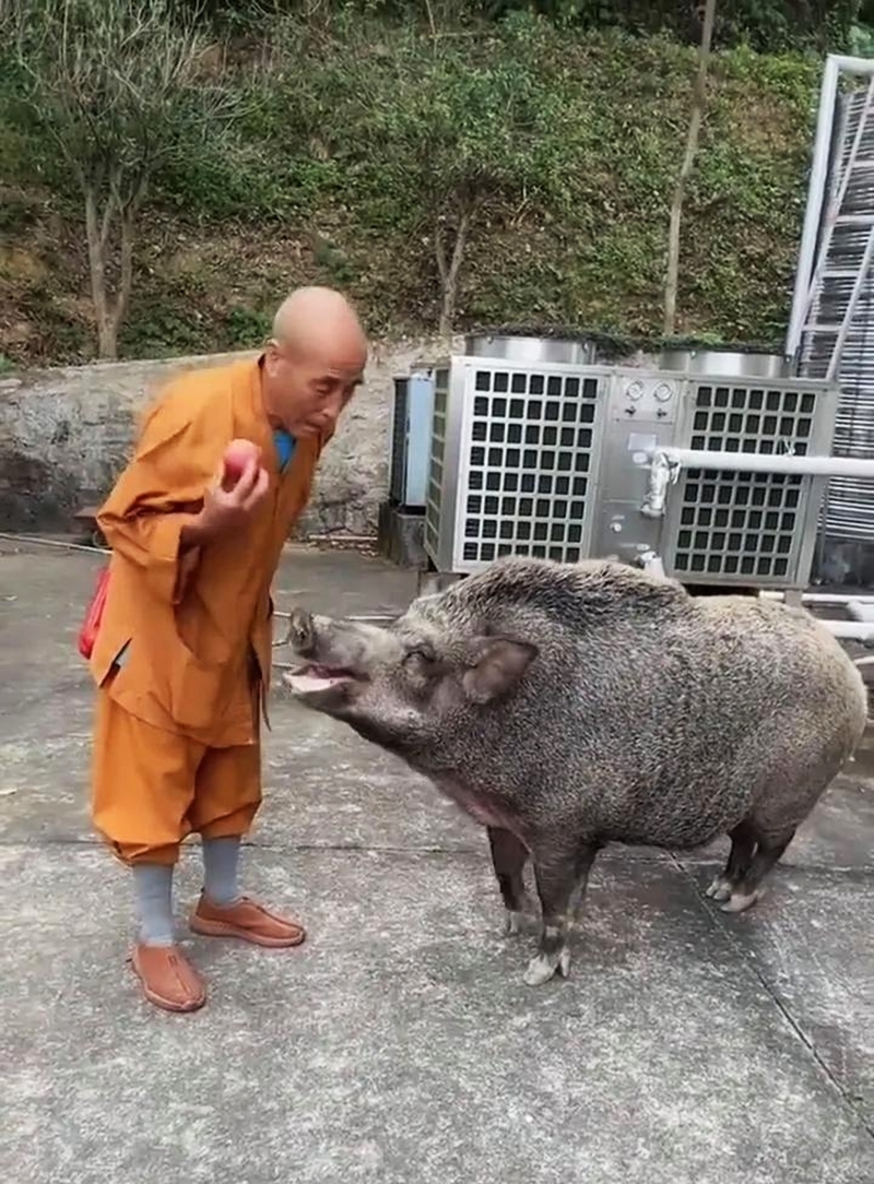 苹果是它的“心头好”