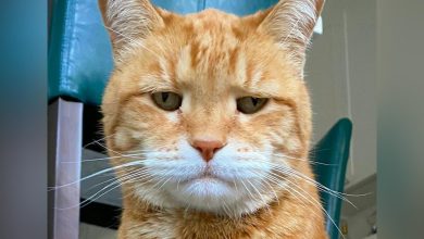 Photo of 失踪猫叼金链回家 主人吓到报警