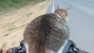 Photo of 萌猫Mochi爱坐摩多兜风 网友看了都融化