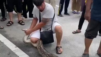Photo of 单手擒大蟒蛇 网友惊呼“神操作”