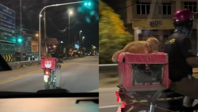 Photo of 陪主人送餐 橘猫抢镜萌翻网络