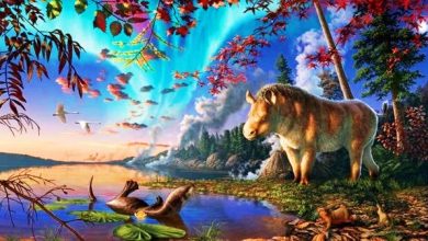 Photo of 北极曾是温带森林？ 加拿大发现2300万年前“霜冻犀牛”化石