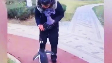 Photo of 别人遛狗她遛企鹅！ 哈尔滨女子奇特行为惹争议