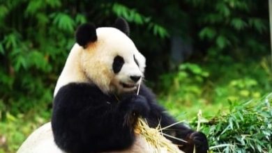 Photo of 熊猫专机已起飞!9:30PM抵达国家动物园