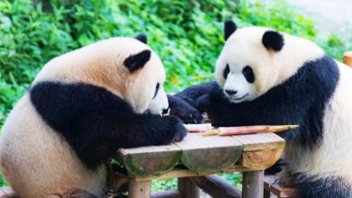 Photo of 新熊猫今日抵马 “晨星” “晓月”来了！