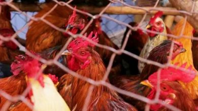 Photo of 人类感染H5N5禽流感 专家：全球首例