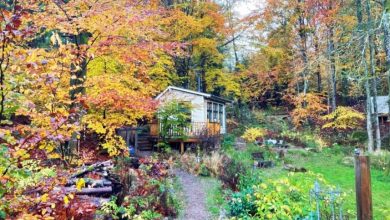 Photo of 瑞典邀免费入住“静谧小屋” 限轻声说话禁用手机