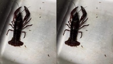 Photo of 买回家准备下锅 龙虾竟在水槽“生宝宝” 还怎么忍心煮?