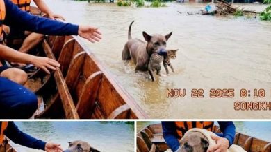 Photo of “请救救它” 狗救猫AI合成照 引爆全网讨论