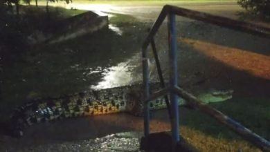 Photo of 下雨天小心蛇出没 也要警惕鳄鱼悄悄靠近