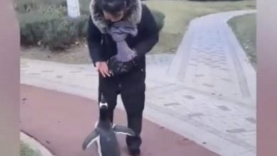 Photo of 别人遛狗她溜企鹅！ 哈尔滨女子奇特行为惹争议