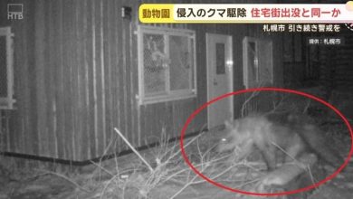 Photo of 多次闯日本动物园 棕熊当场被捕杀