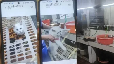 Photo of 佛山私房菜馆疑宰杀活猫烹“龙虎凤” 多部门介入调查