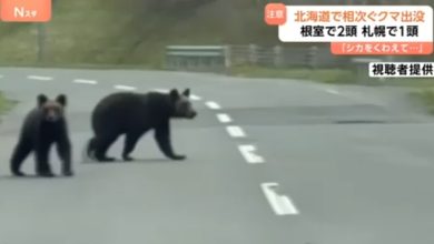 Photo of 日本熊袭危机蔓延！ 自卫队最快周三展开捕熊行动