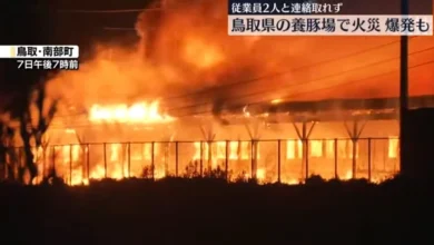 Photo of 日本鸟取市养猪场大火发现1遗体、2人失联　3000只猪葬火海