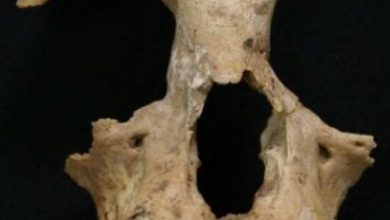 Photo of 秦始皇祖母陵墓出土 长臂猿为灭绝新物种