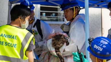 Photo of 【香港五级大火】 猫狗鸟龟都有 136只宠物获救 45只不幸烧死