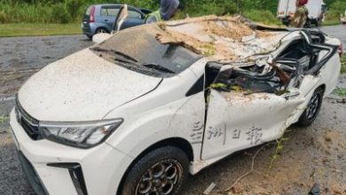 Photo of 强风过境吹倒美化树 大树压车4人逃一劫