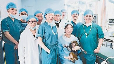 Photo of 中国首个异种器官移植 猕猴靠猪肾存活逾一年