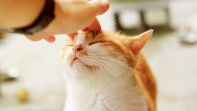 Photo of 养猫恐增精神分裂风险？ 研究：与寄生虫有关！