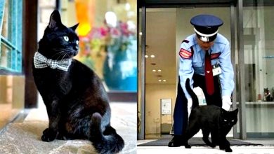 Photo of 视频| 9年攻防战落幕 最想进美术馆的黑猫过世 警卫不舍