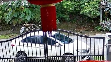 Photo of 猴子“偷走”包裹 网民：若無监控 送货员惨了